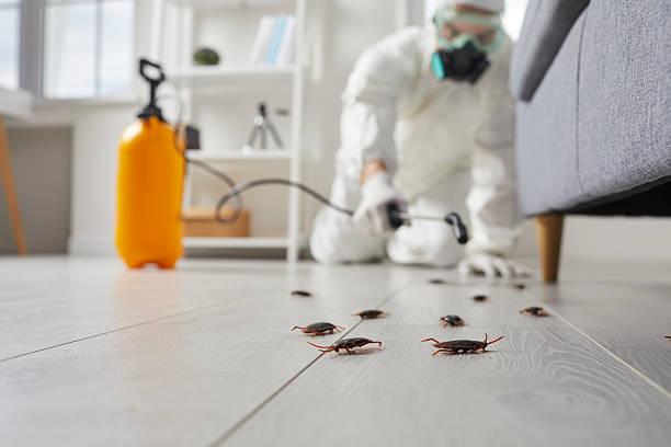 Post-Treatment Bed Bug Interceptor Monitoring in New Britain
